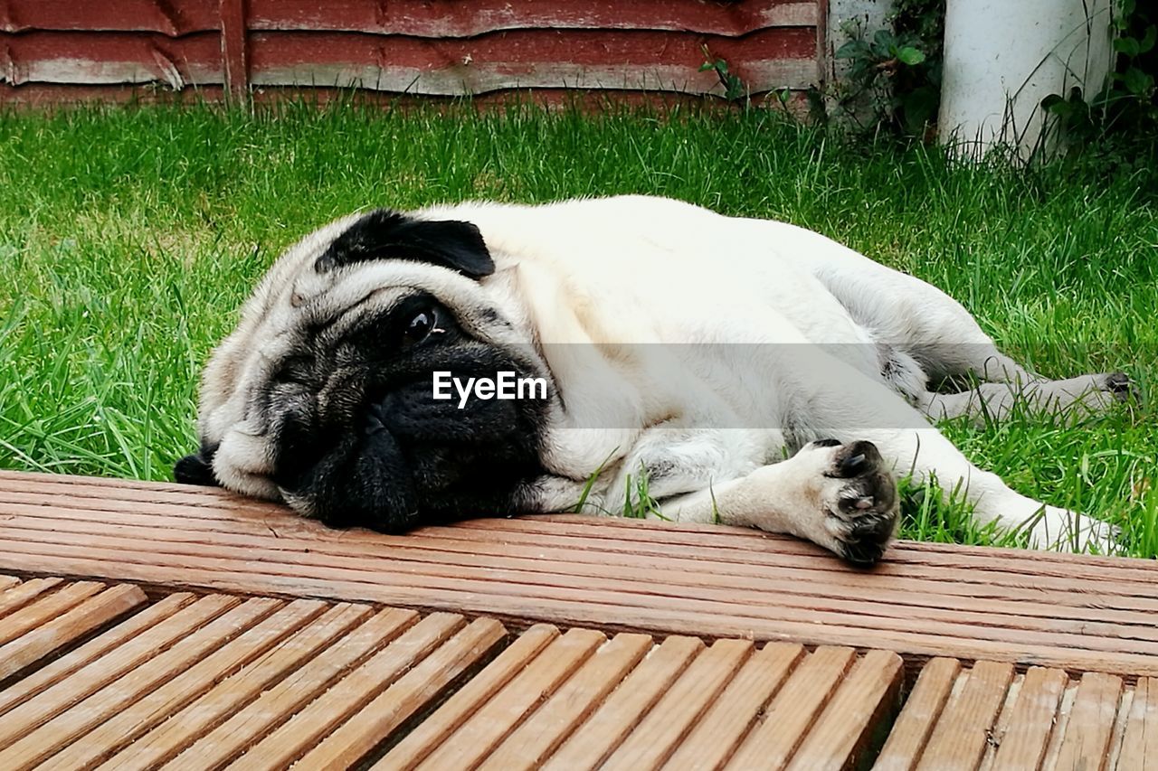 CLOSE-UP OF DOG LYING ON GRASS