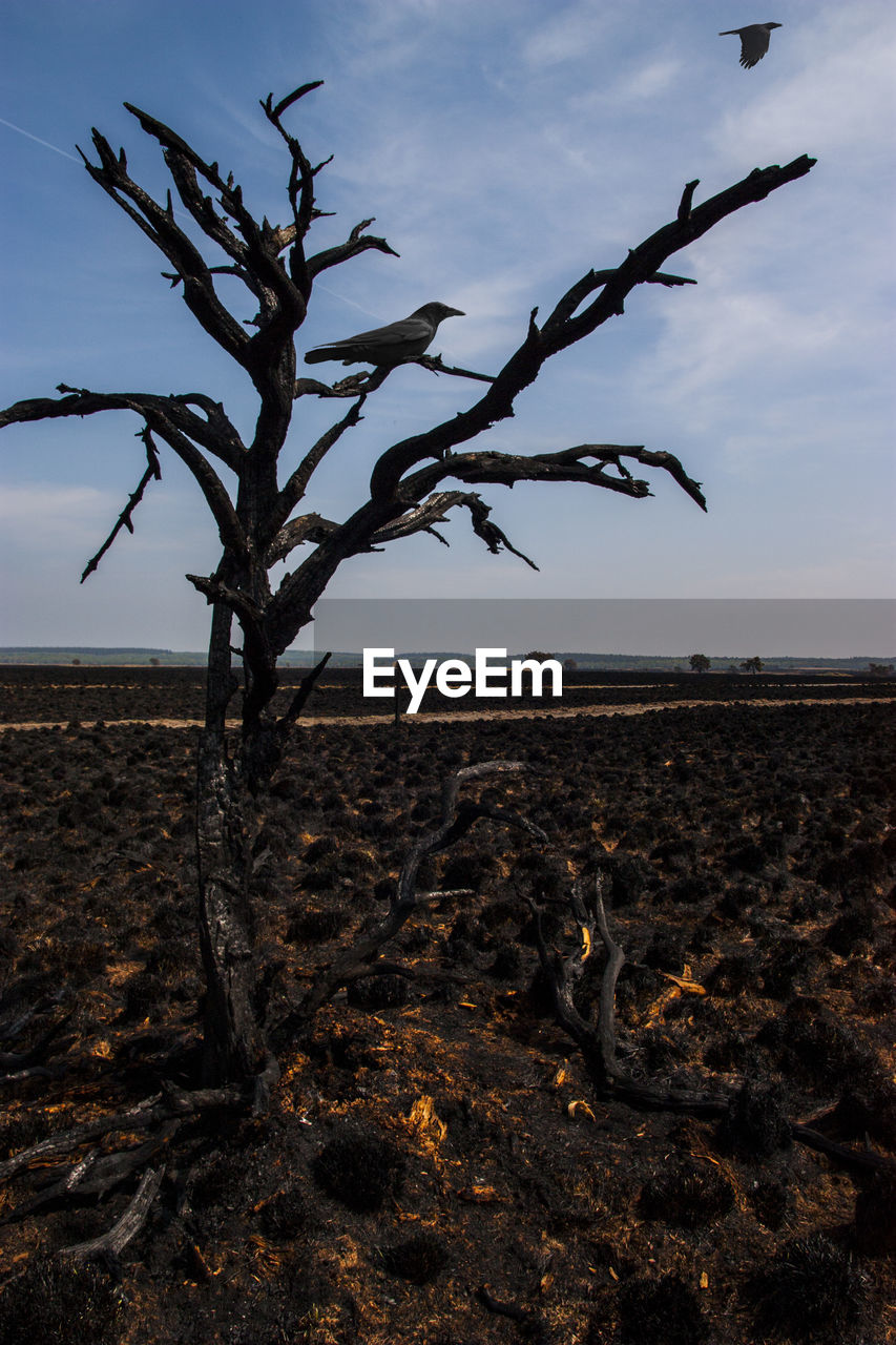 VIEW OF TREE ON LANDSCAPE AGAINST SKY