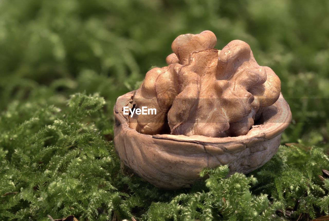 CLOSE-UP OF PUMPKIN ON FIELD