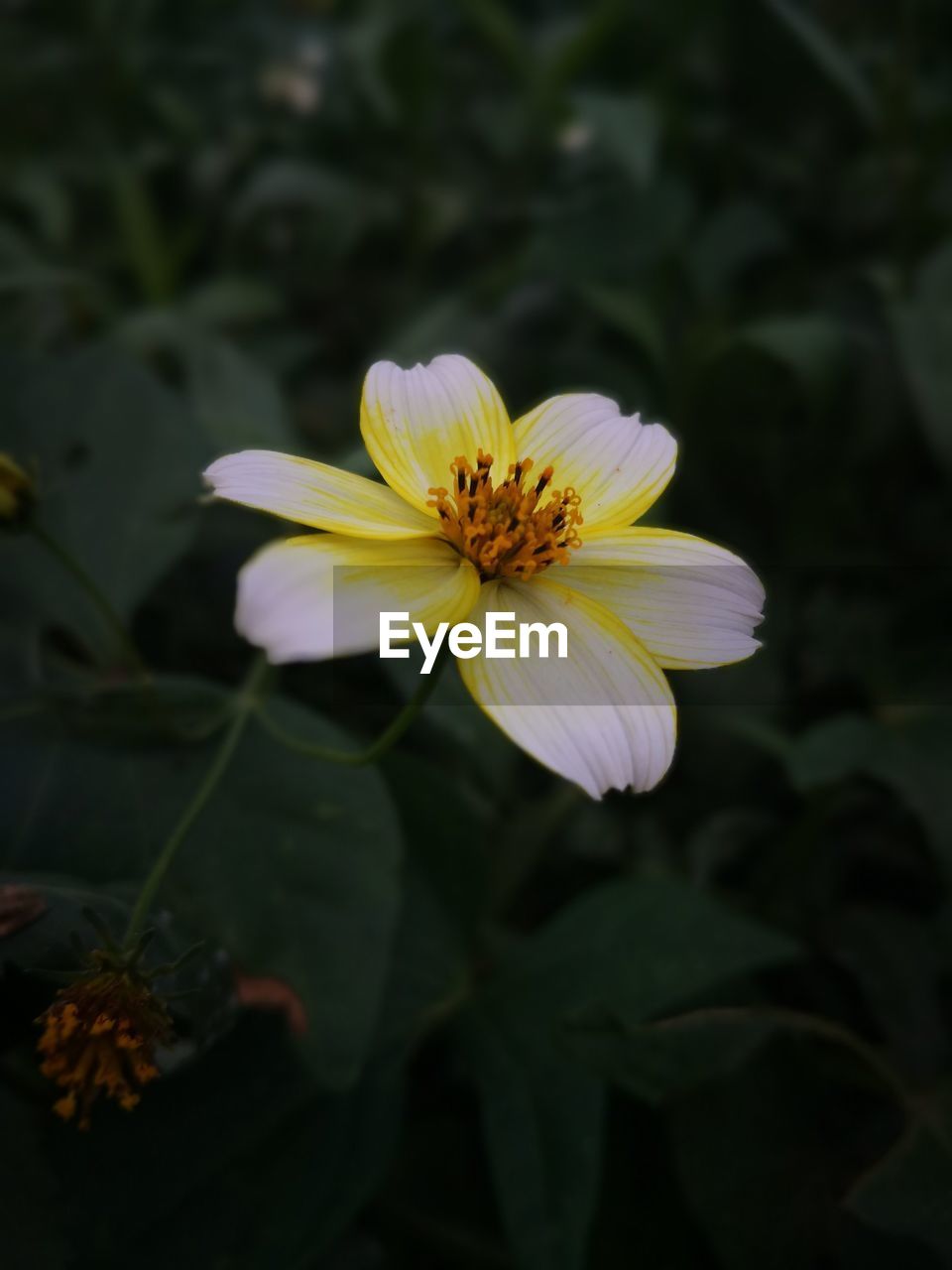 Close-up of white blooming flower 