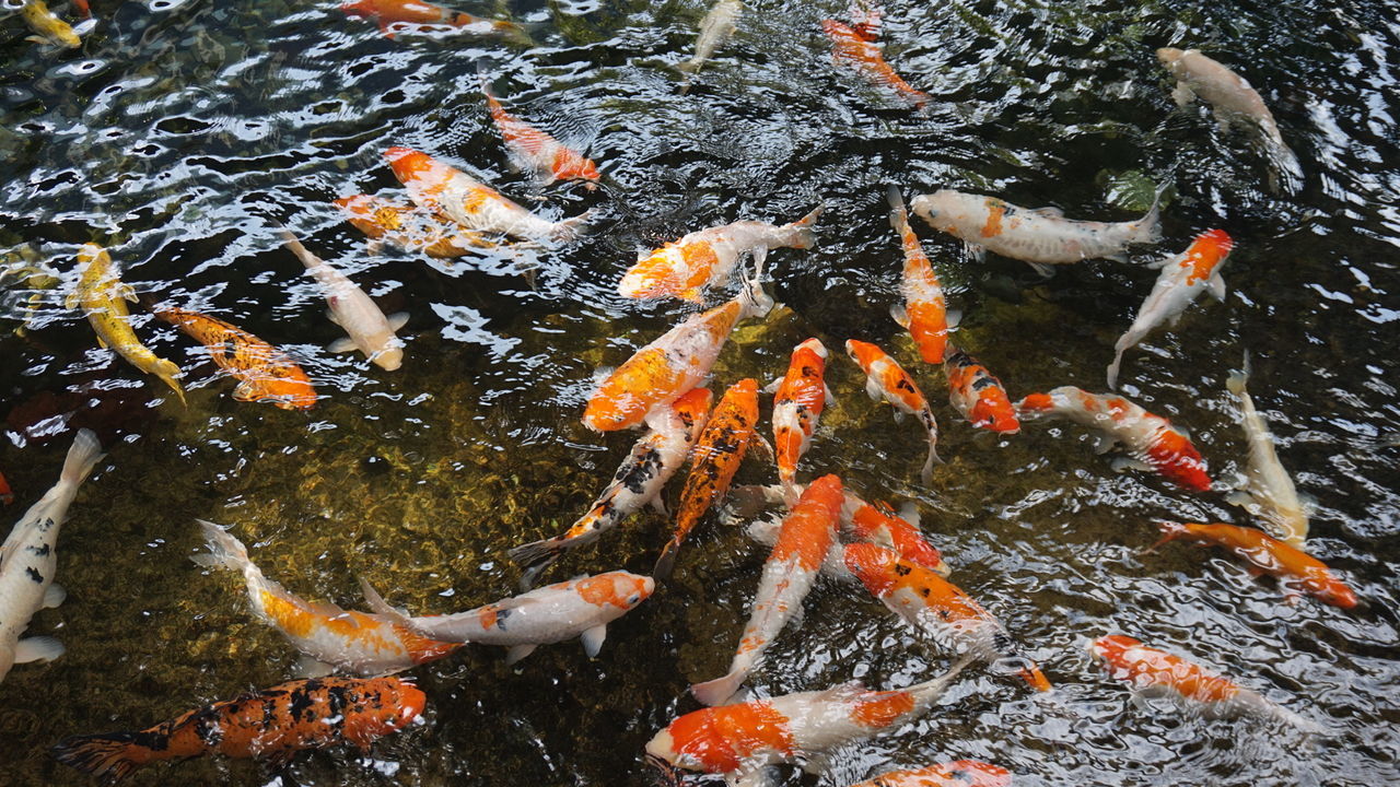 High angle view of koi carps in pond