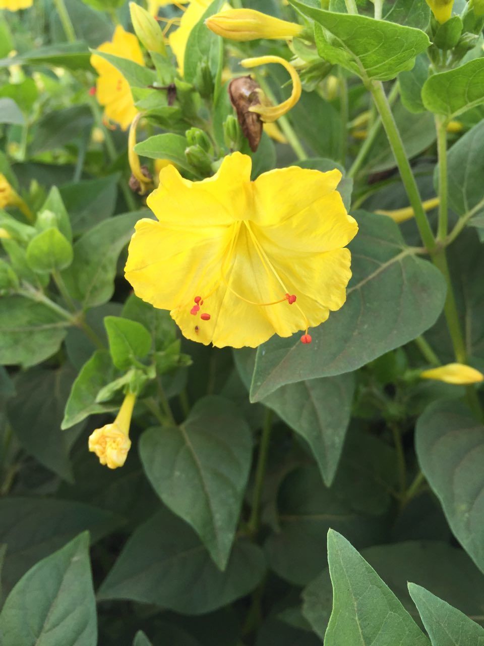 Close-up of yellow flower