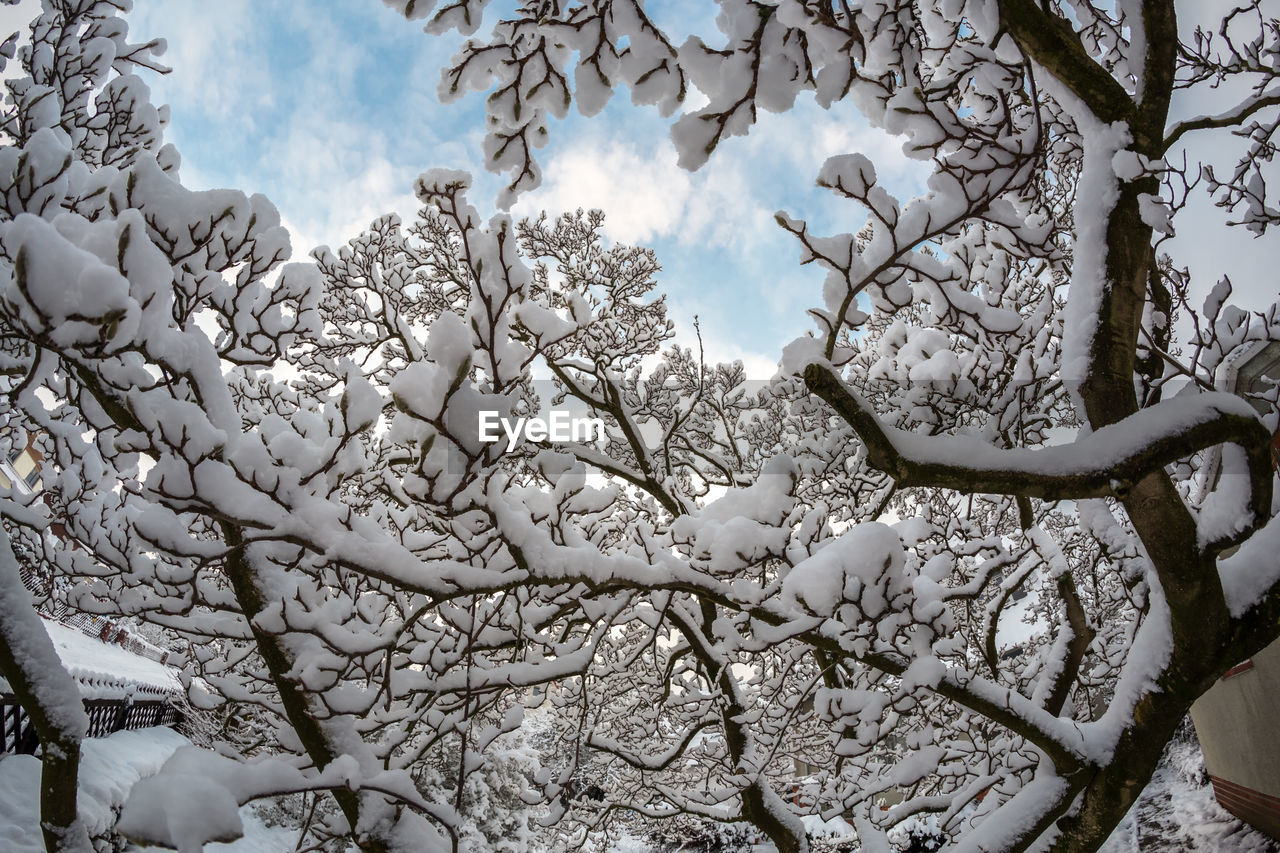 Low angle view of cherry blossom on tree during winter