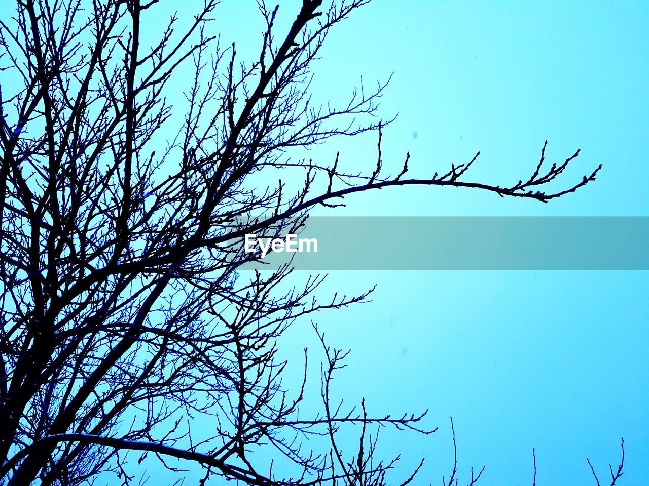 LOW ANGLE VIEW OF BARE TREE AGAINST SKY