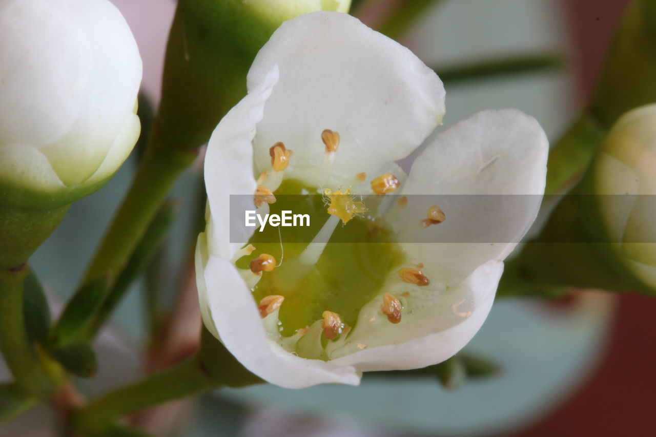 CLOSE-UP OF WHITE FLOWERS BLOOMING IN PARK