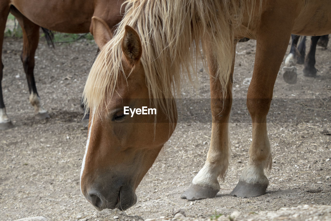 Horses looking for food 