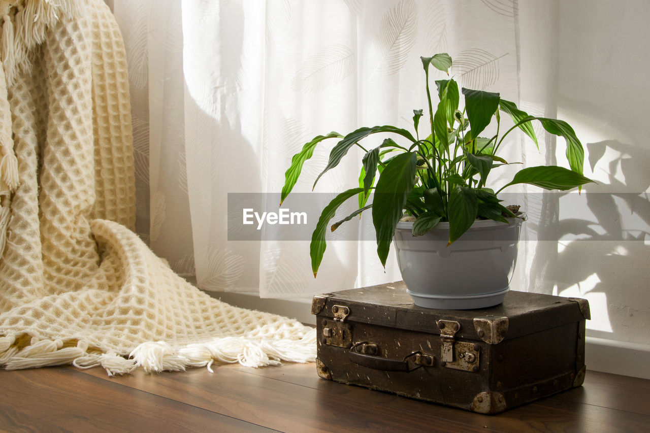 CLOSE-UP OF POTTED PLANT ON TABLE AGAINST WINDOW