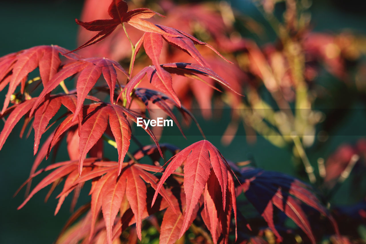 Close-up of red flowering plant