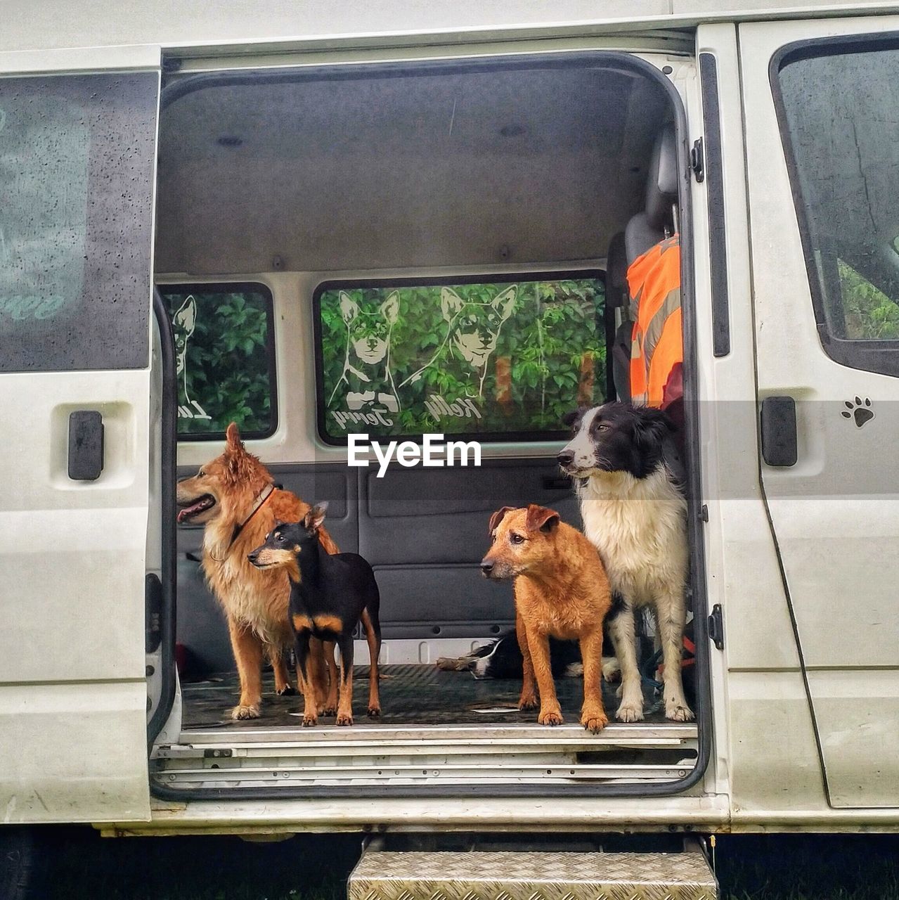 Dogs in van