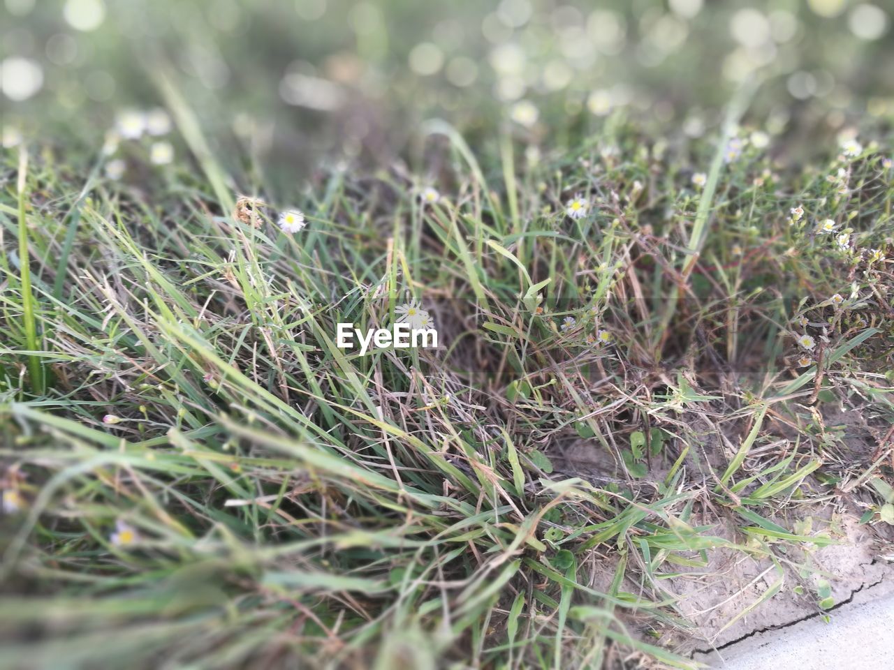 CLOSE-UP OF GRASS GROWING IN FIELD