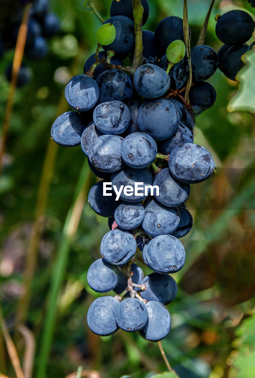 Dark blue grapes on a bush close up