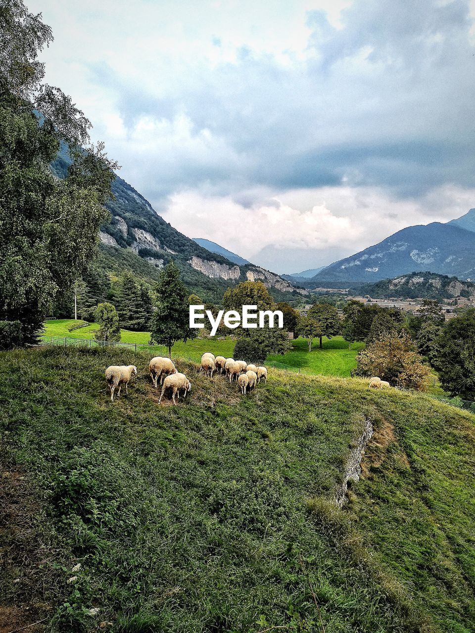 Scenic view of sheep in grassy field against sky