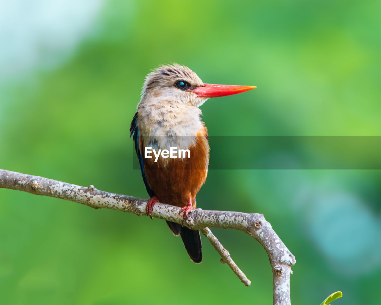 Greyheaded kingfisher