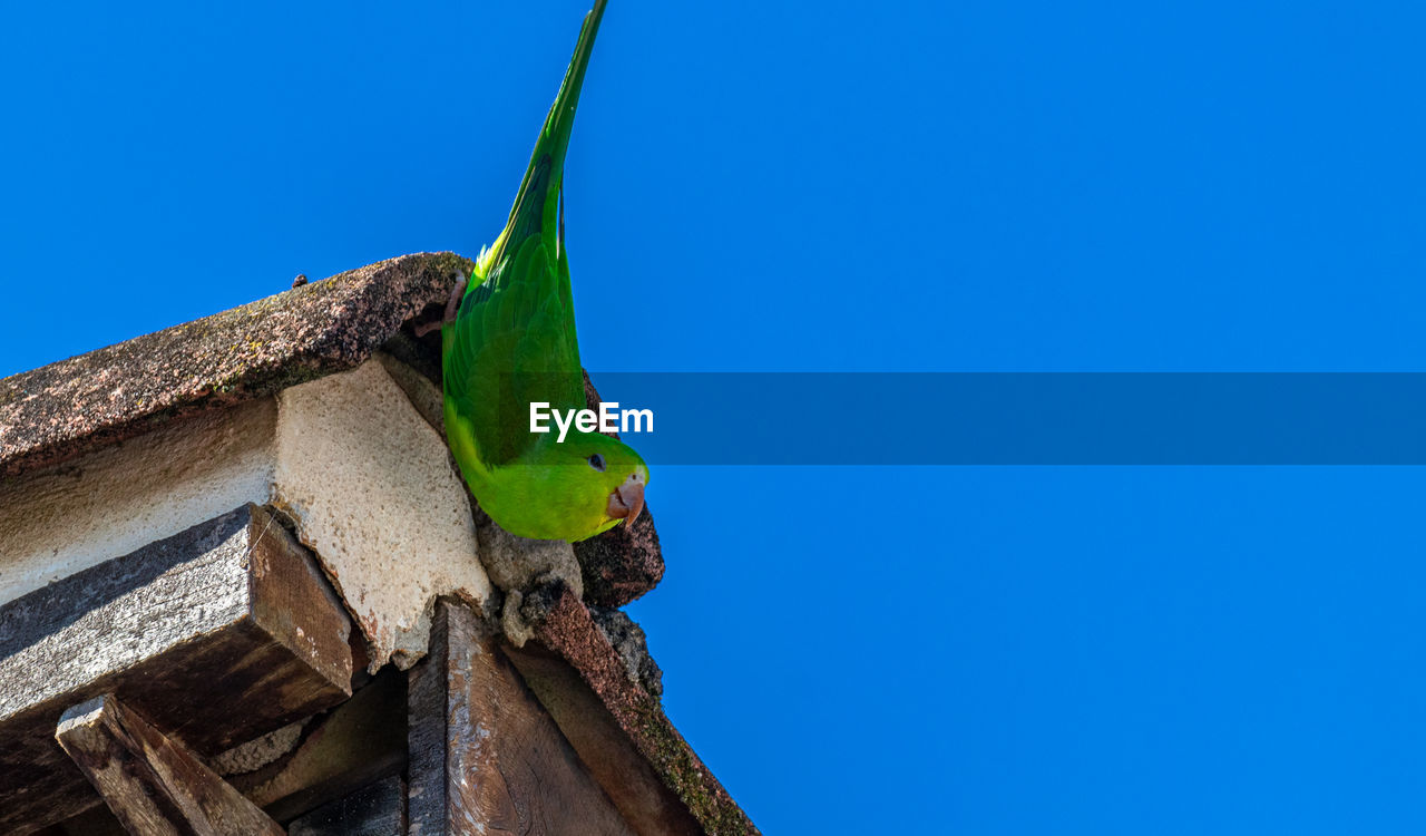 LOW ANGLE VIEW OF BIRD PERCHING ON BLUE AGAINST SKY