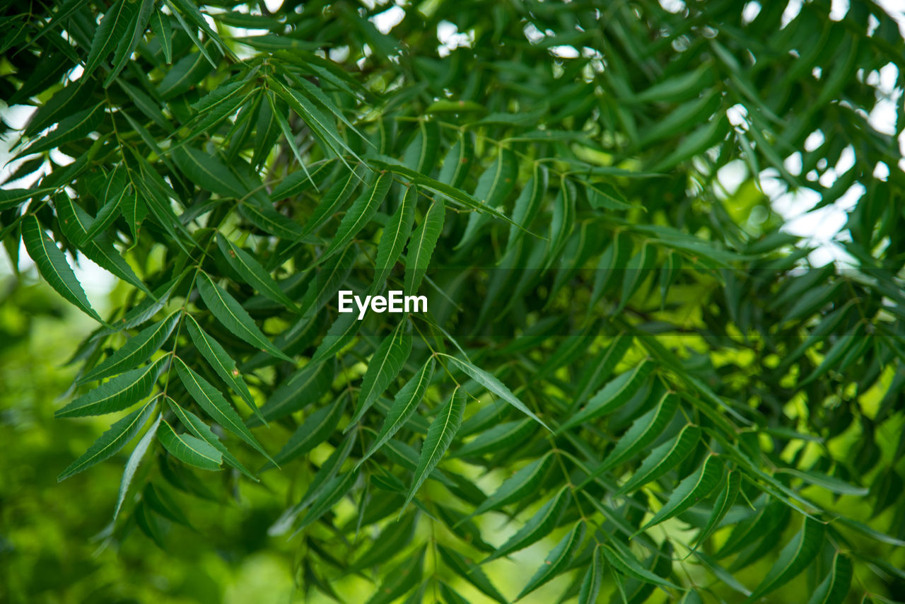 CLOSE-UP OF PINE TREES