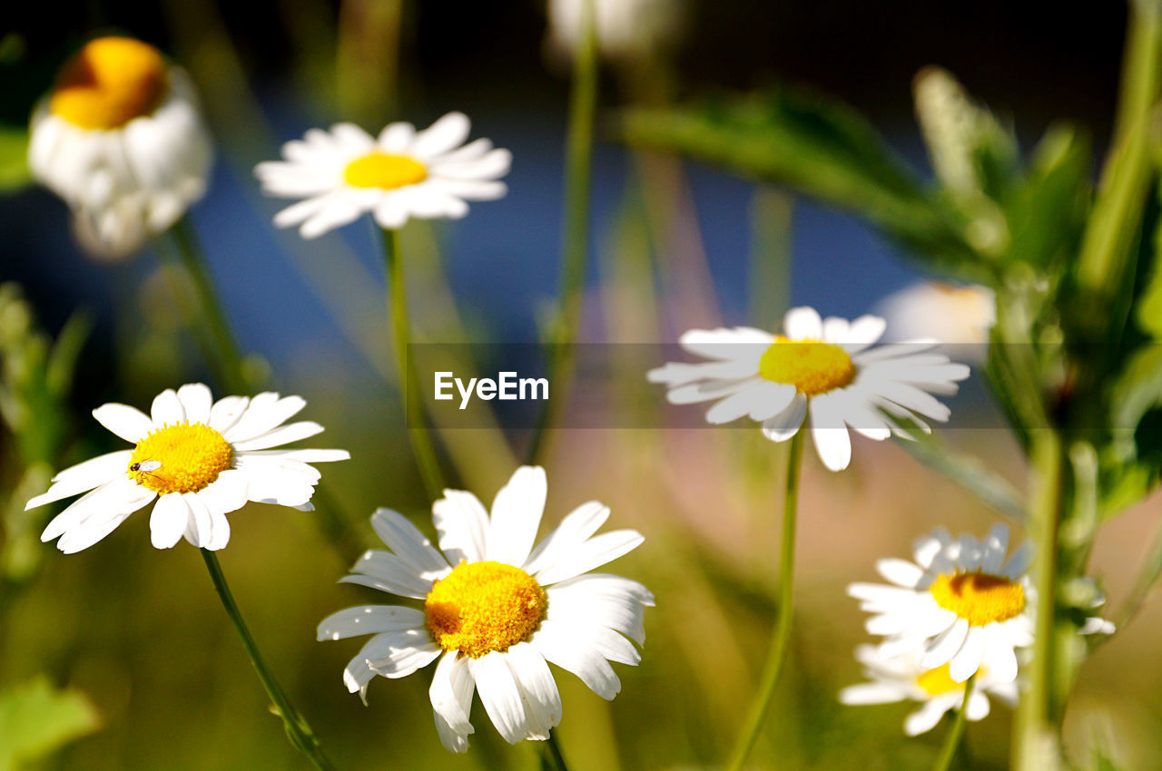 Close-up of white daisy flowers