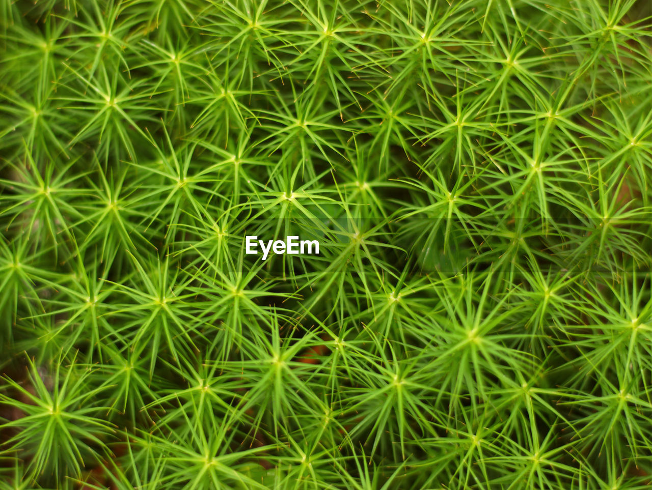 Green moss