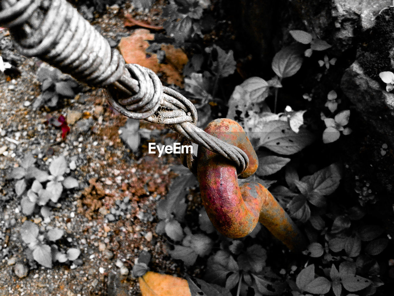 HIGH ANGLE VIEW OF FRUITS ON GROUND