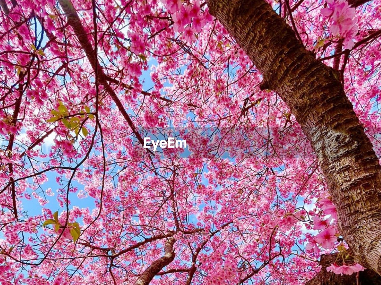tree, plant, low angle view, branch, pink, growth, flower, beauty in nature, blossom, springtime, flowering plant, nature, fragility, freshness, no people, cherry blossom, cherry tree, day, spring, tree trunk, sky, trunk, outdoors