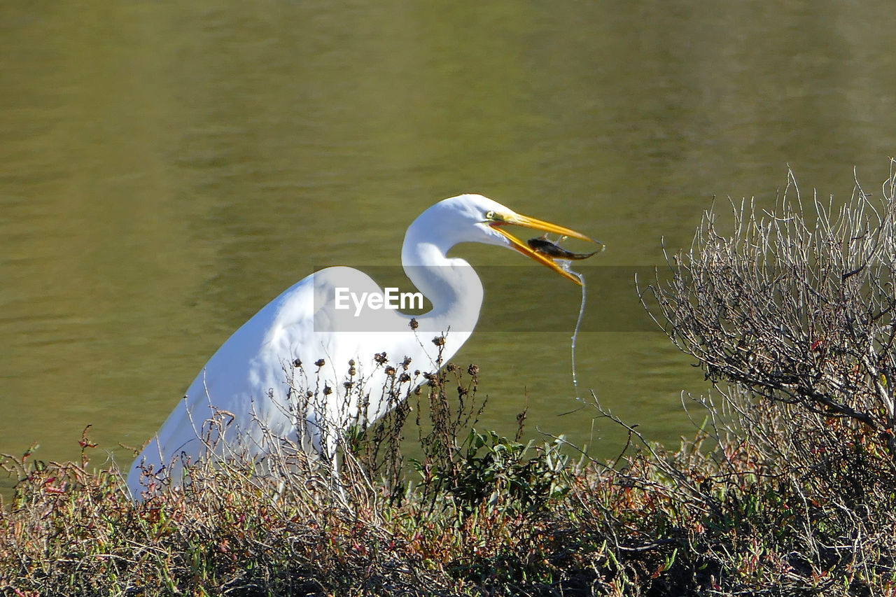 Great egret hunting fish at lakeshore