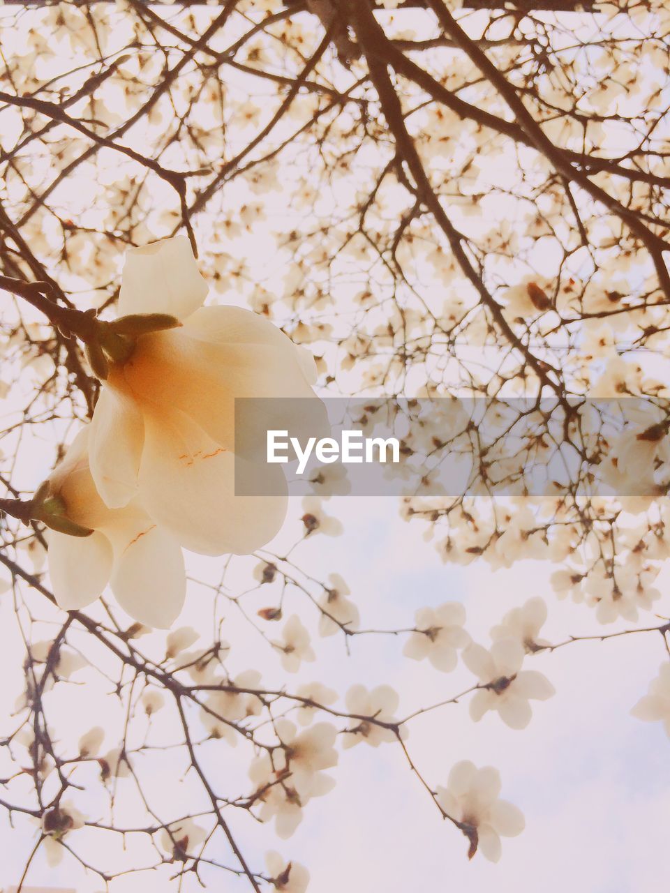 Low angle view of white flowers growing on tree