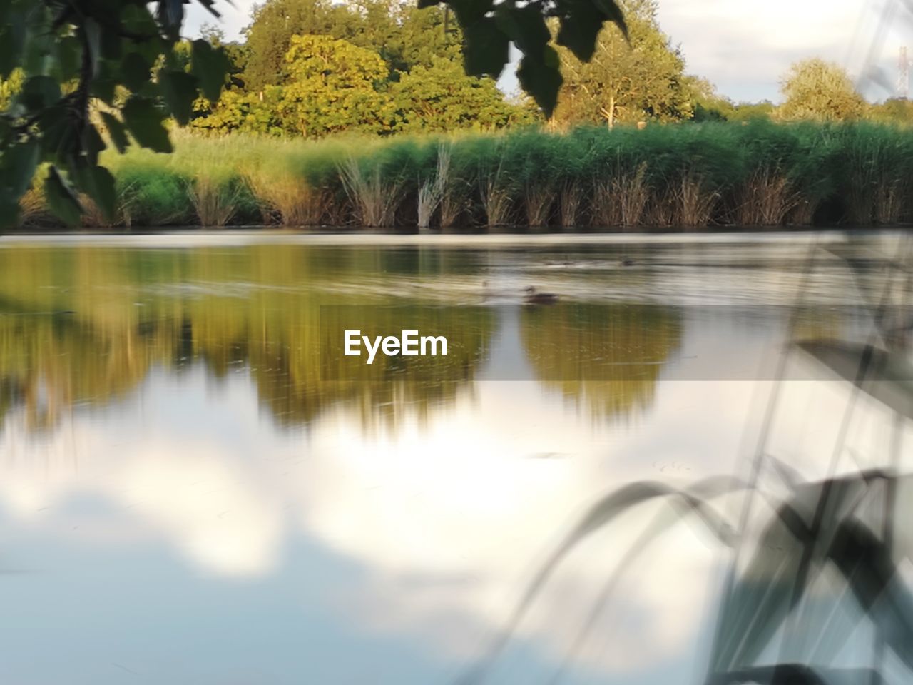 REFLECTION OF TREES ON LAKE