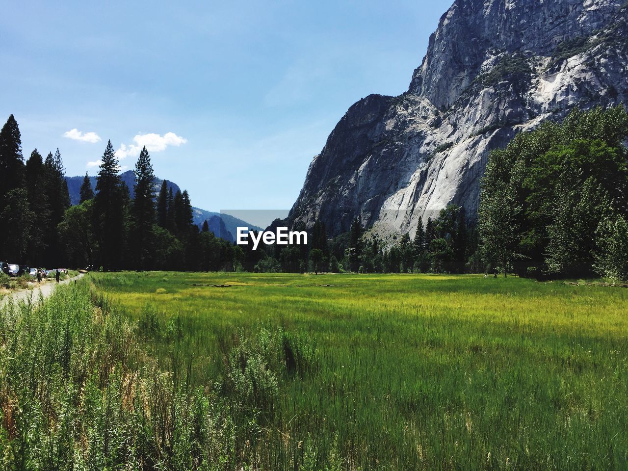 Scenic view of grassy field against sky