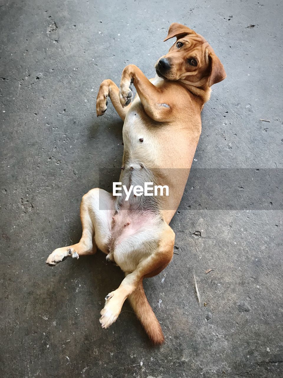 HIGH ANGLE VIEW OF DOG LYING DOWN ON FLOOR