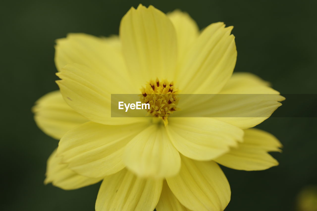 Close-up of yellow flower