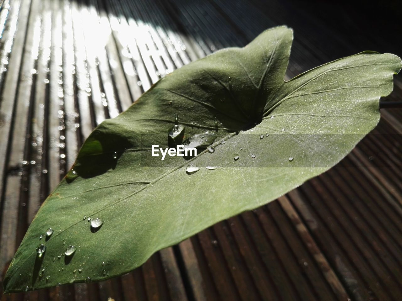 Close-up of wet perching on leaf