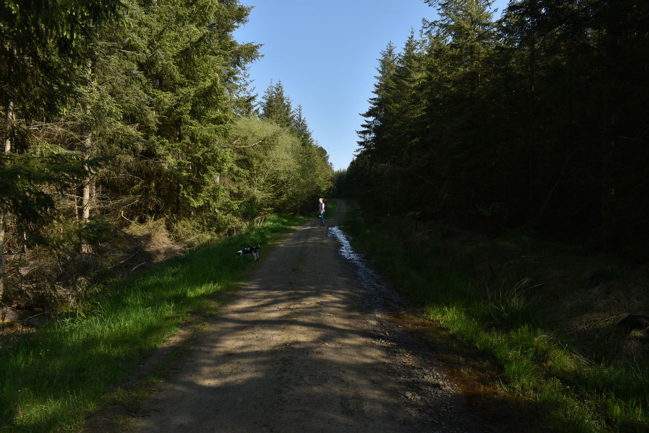 EMPTY ROAD ALONG TREES AND PLANTS IN FOREST