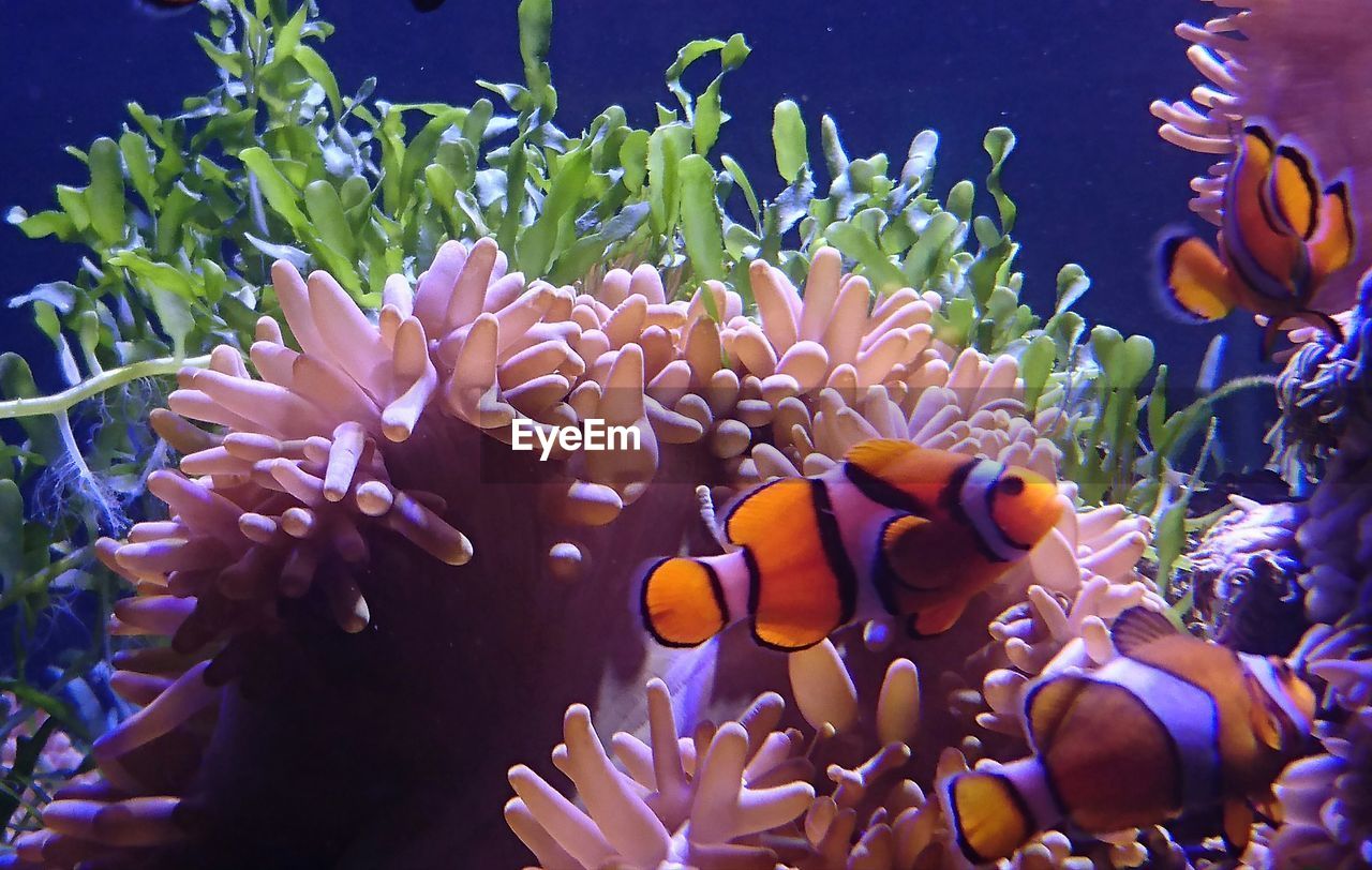 Close-up of clown fish swimming at aquarium