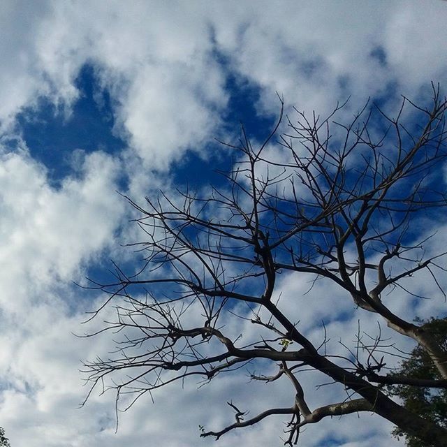 LOW ANGLE VIEW OF BARE TREES AGAINST SKY