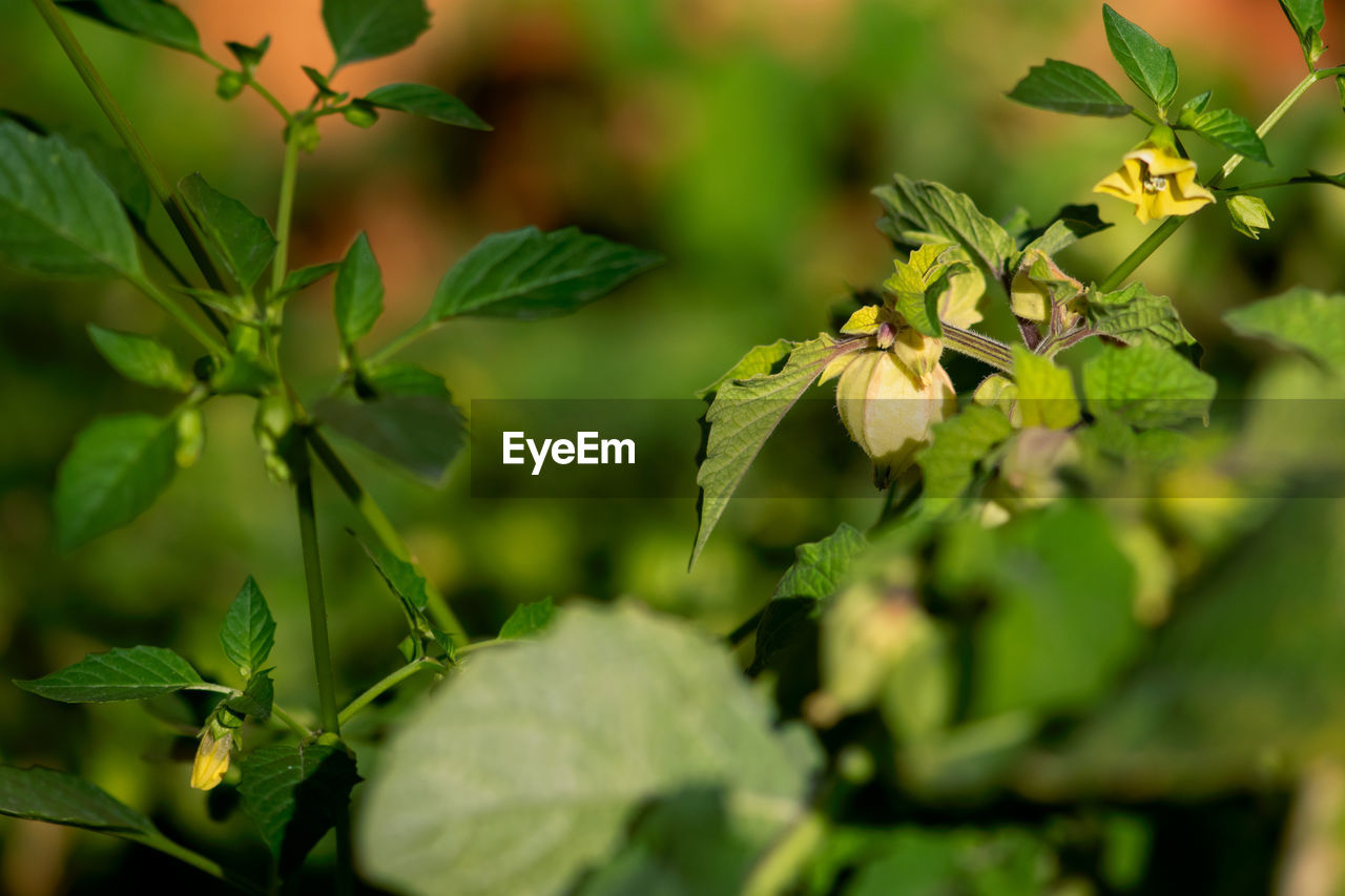 A ground cherry fruit grows on a branch in late summer.