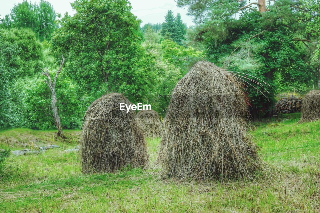 VIEW OF GRASSY FIELD