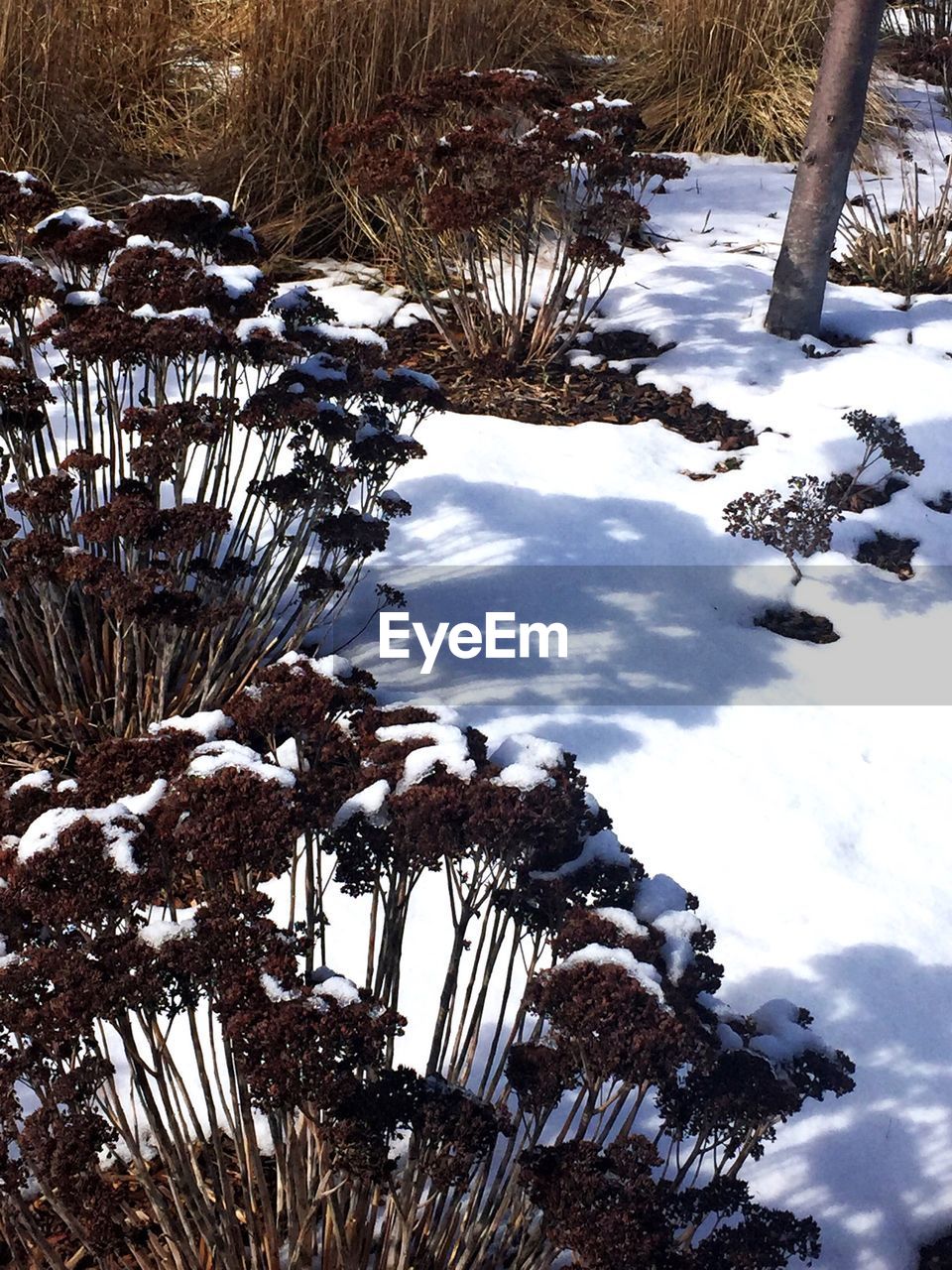 High angle view of plants on snow covered field