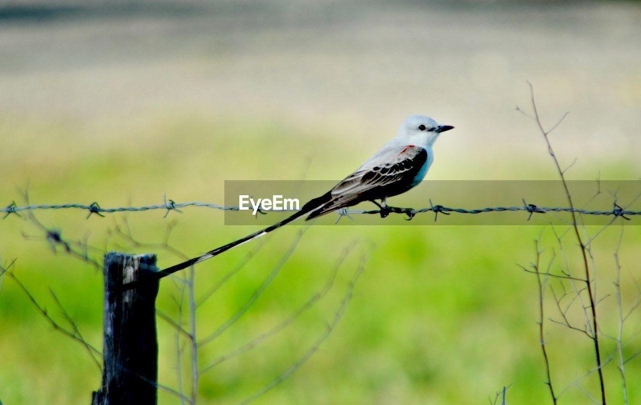 Close-up of bird perching on barbed wire