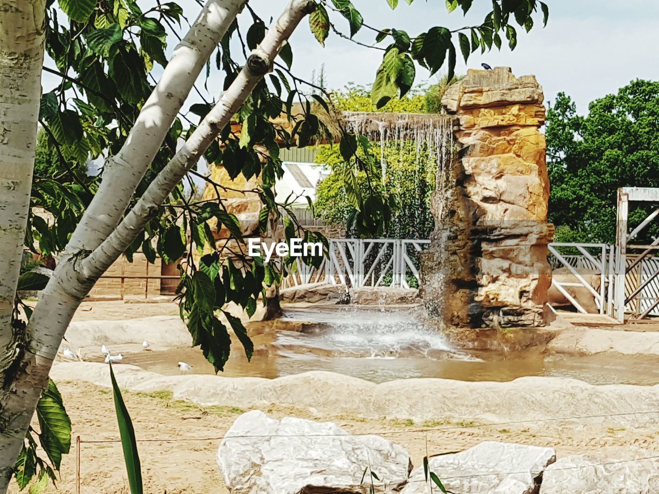 PLANTS GROWING ON TREE TRUNK