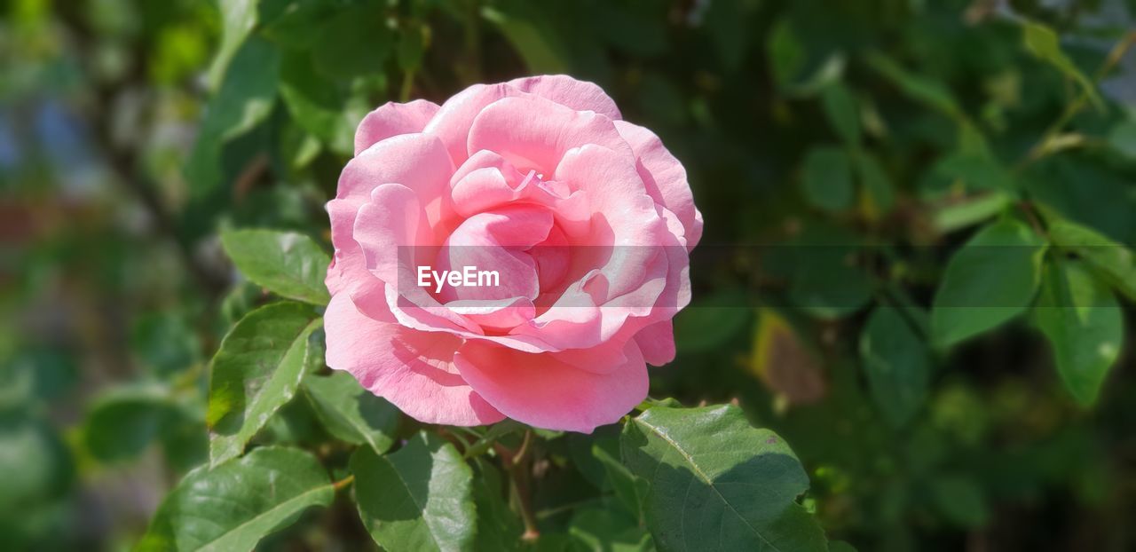 CLOSE-UP OF PINK ROSE AND PLANT