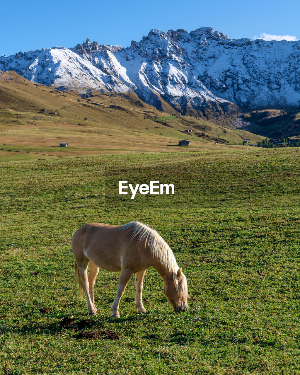 HORSE GRAZING ON FIELD