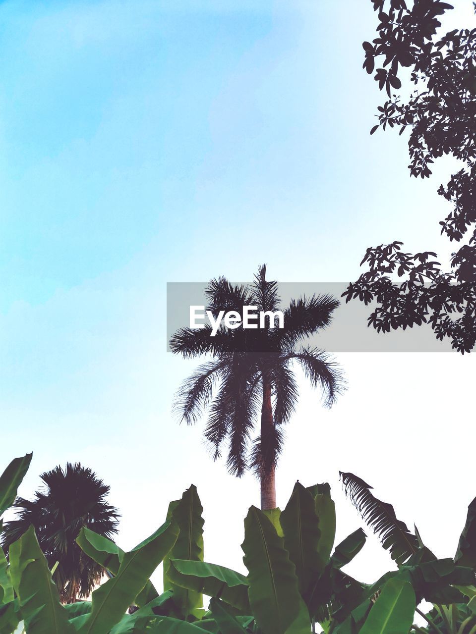 LOW ANGLE VIEW OF COCONUT PALM TREES AGAINST CLEAR SKY