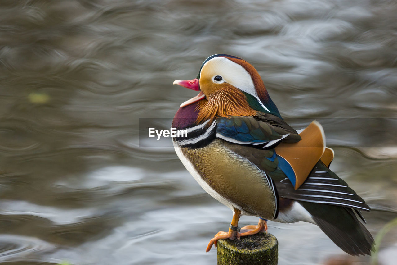Close-up of mandarin duck by lake
