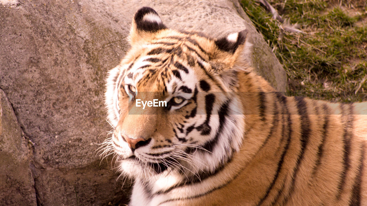 Close-up of tiger
