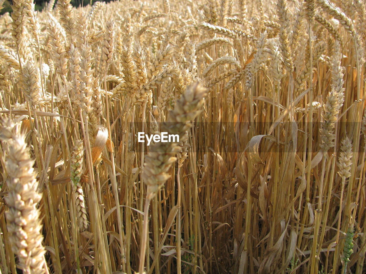 CLOSE-UP OF WHEAT FIELD