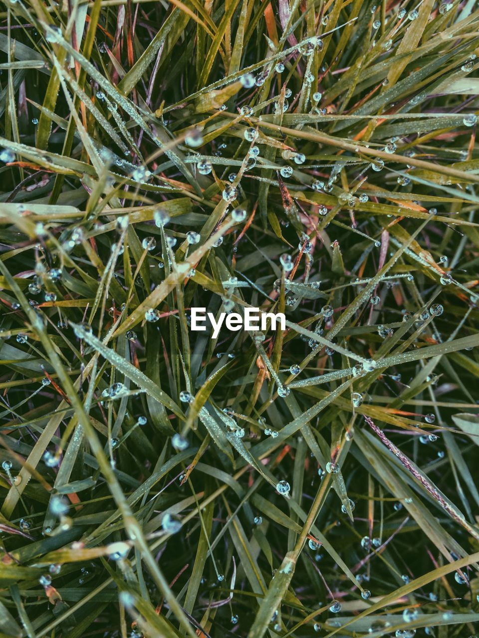 Full frame shot of wet grass