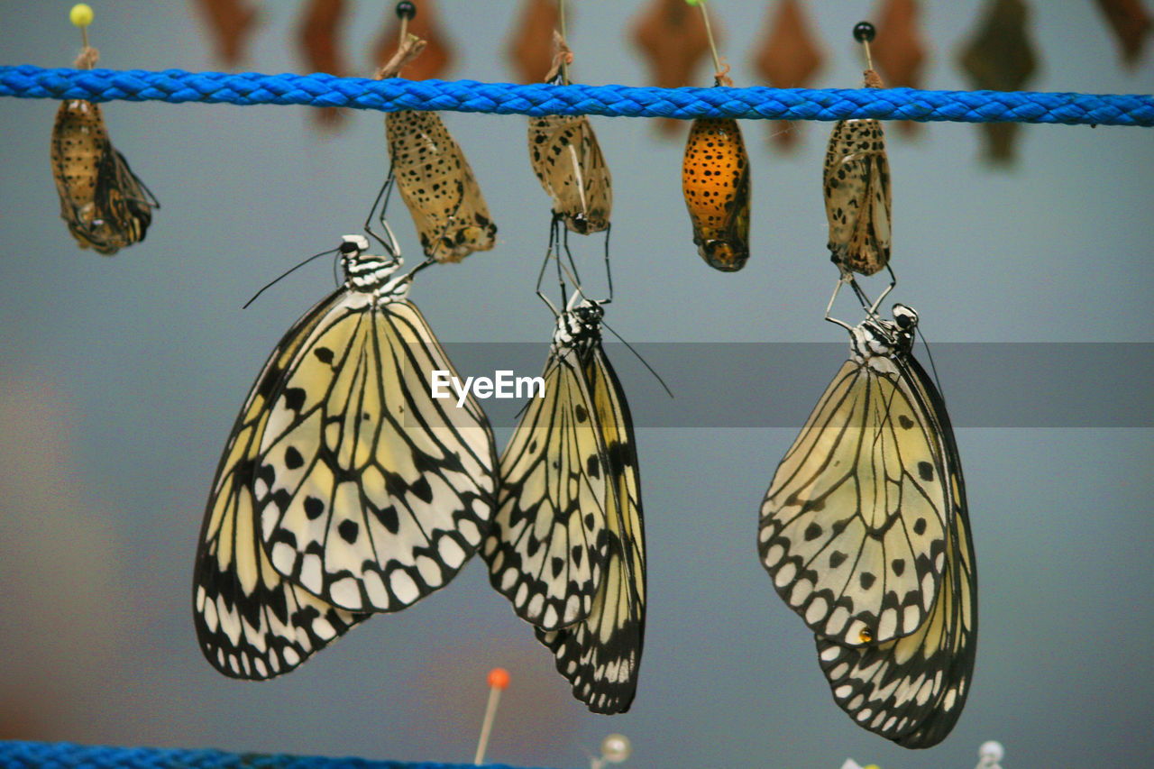 Close-up of butterflies on cocoons