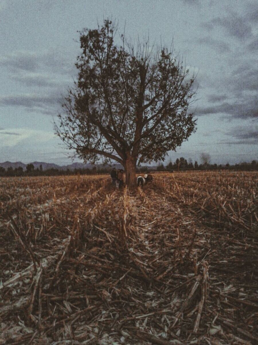 TREE IN FIELD AGAINST SKY