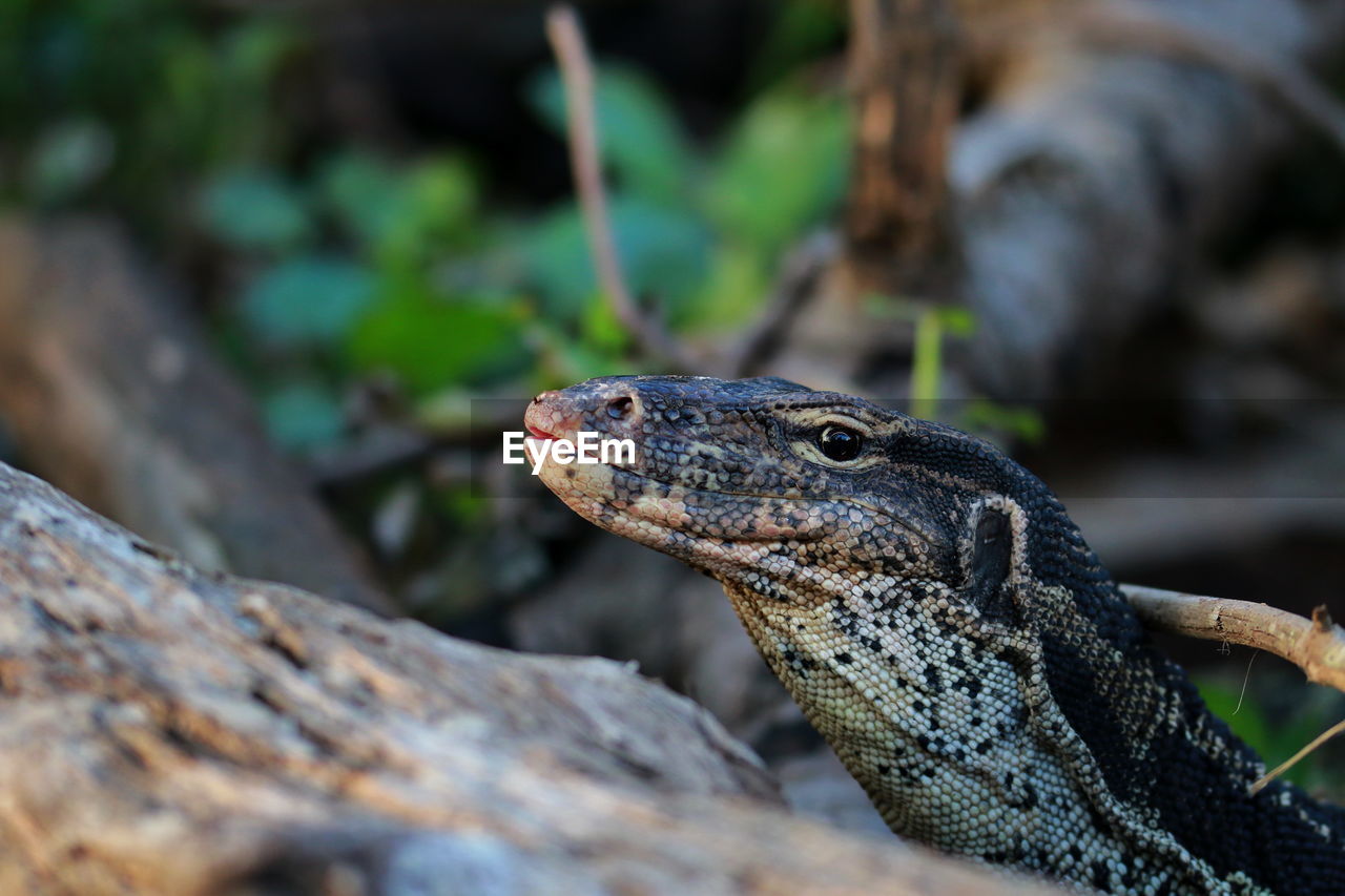 Close-up of monitor lizard on rock