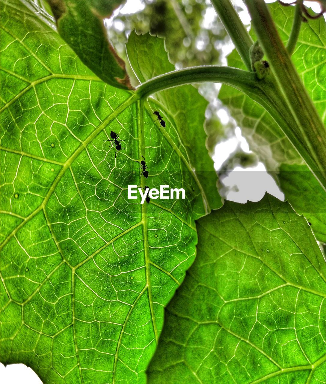 CLOSE-UP OF INSECT ON LEAF