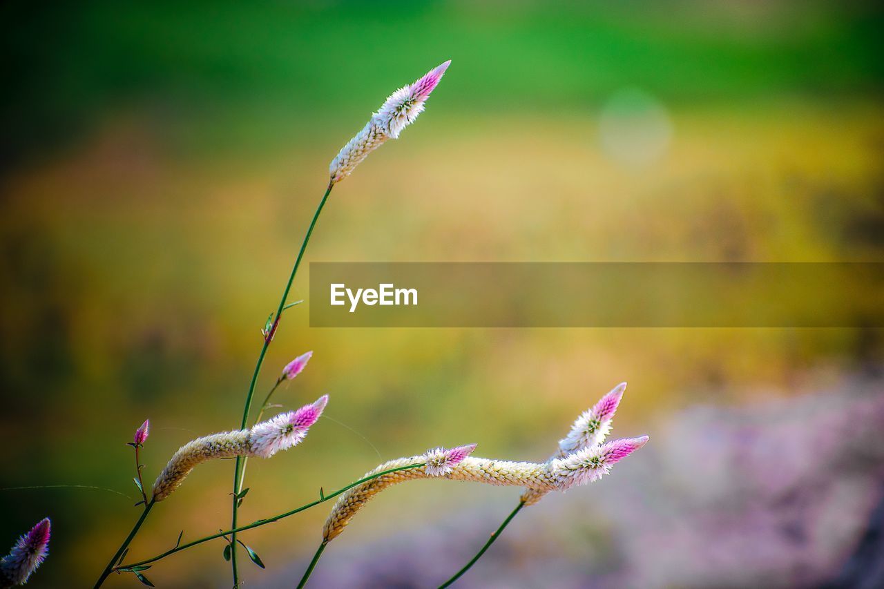Close-up of purple flowering plant